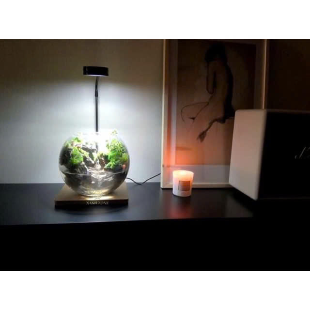 Terrarium cho người mới bắt đầu