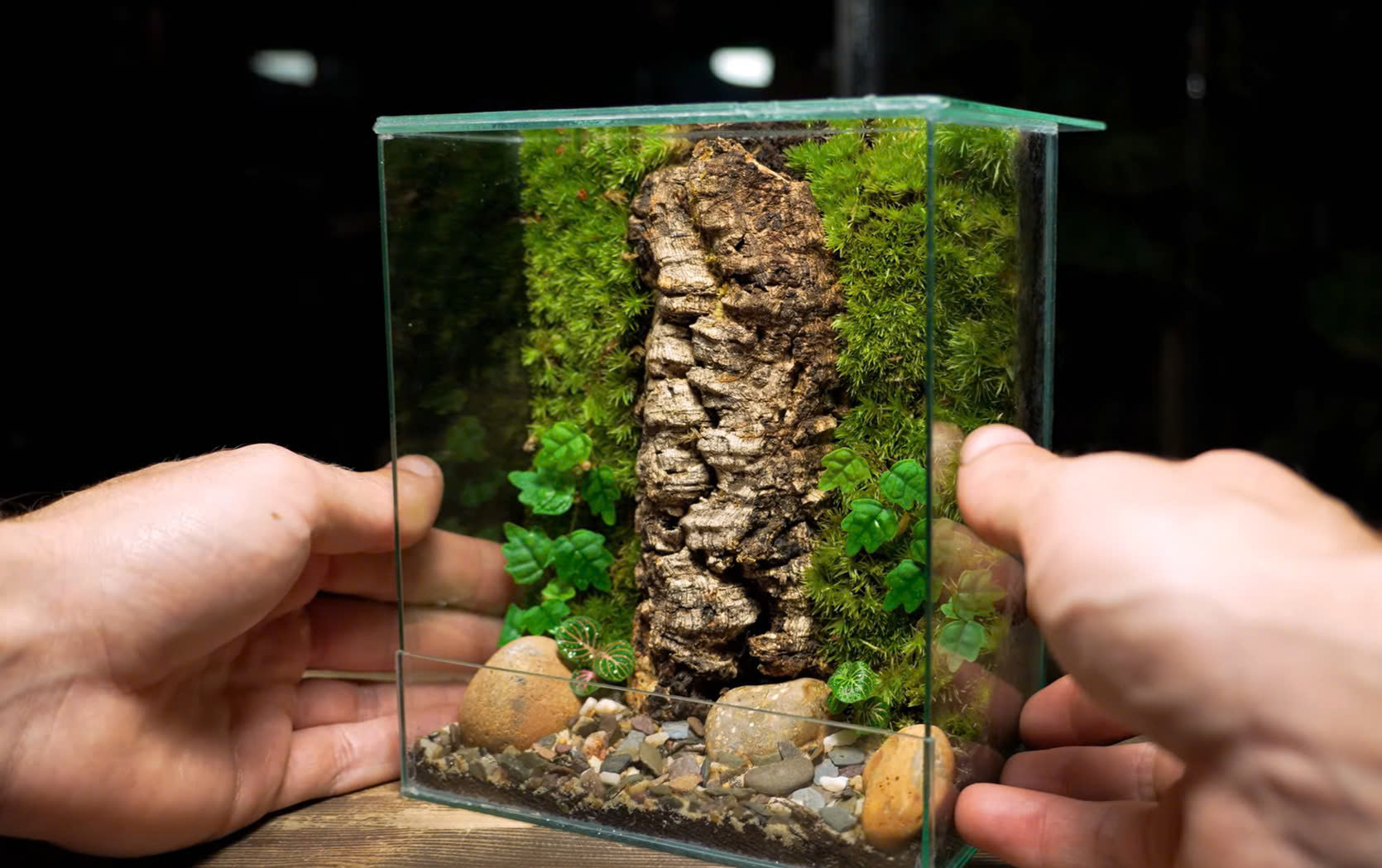 CÓ THỂ BẠN MUỐN BIẾT: NHỮNG SAI LẦM PHỔ BIẾN KHI CHĂM SÓC BÌNH TERRARIUM