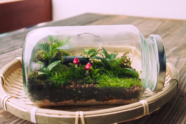 Những loại cây thường dùng để trang trí bình Terrarium mini