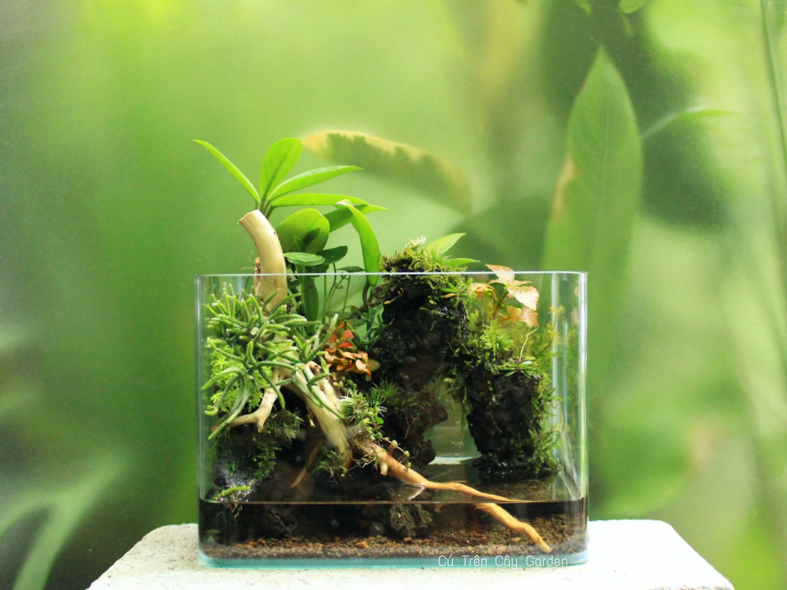 Terrarium cho người mới bắt đầu